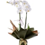 Double White Orkide